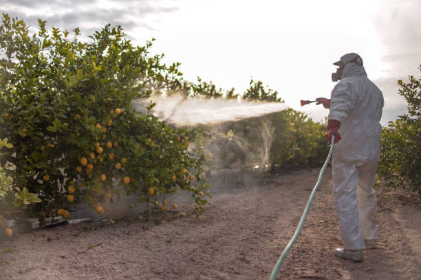 Insect Control in Willowbrook, CA