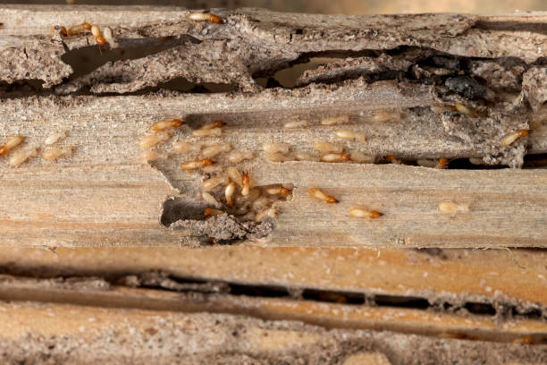 Best Cockroach Control Services  in Willowbrook, CA